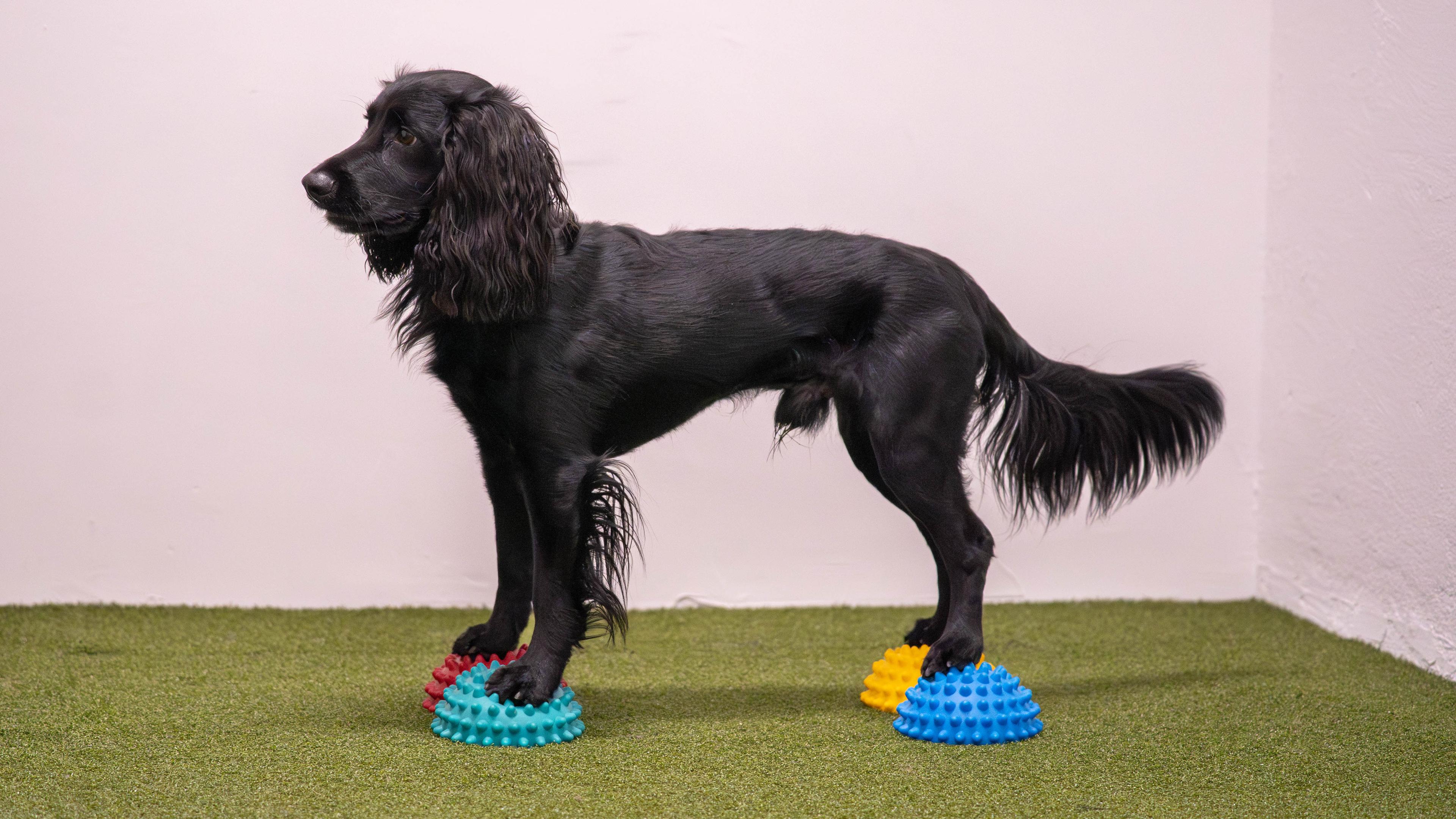 Hund på balansepods