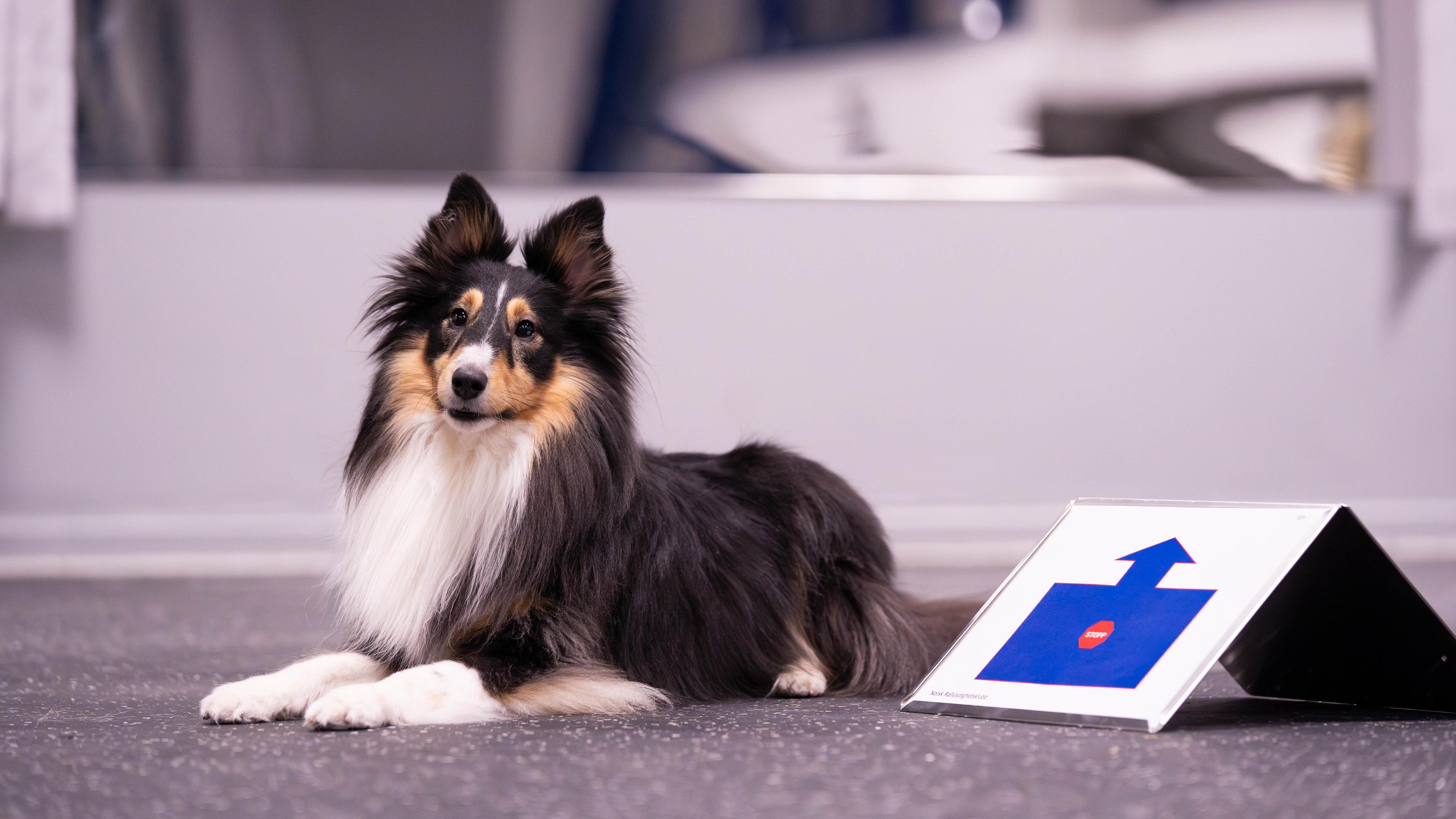 Hund i dekk ved rallylydighetsskilt