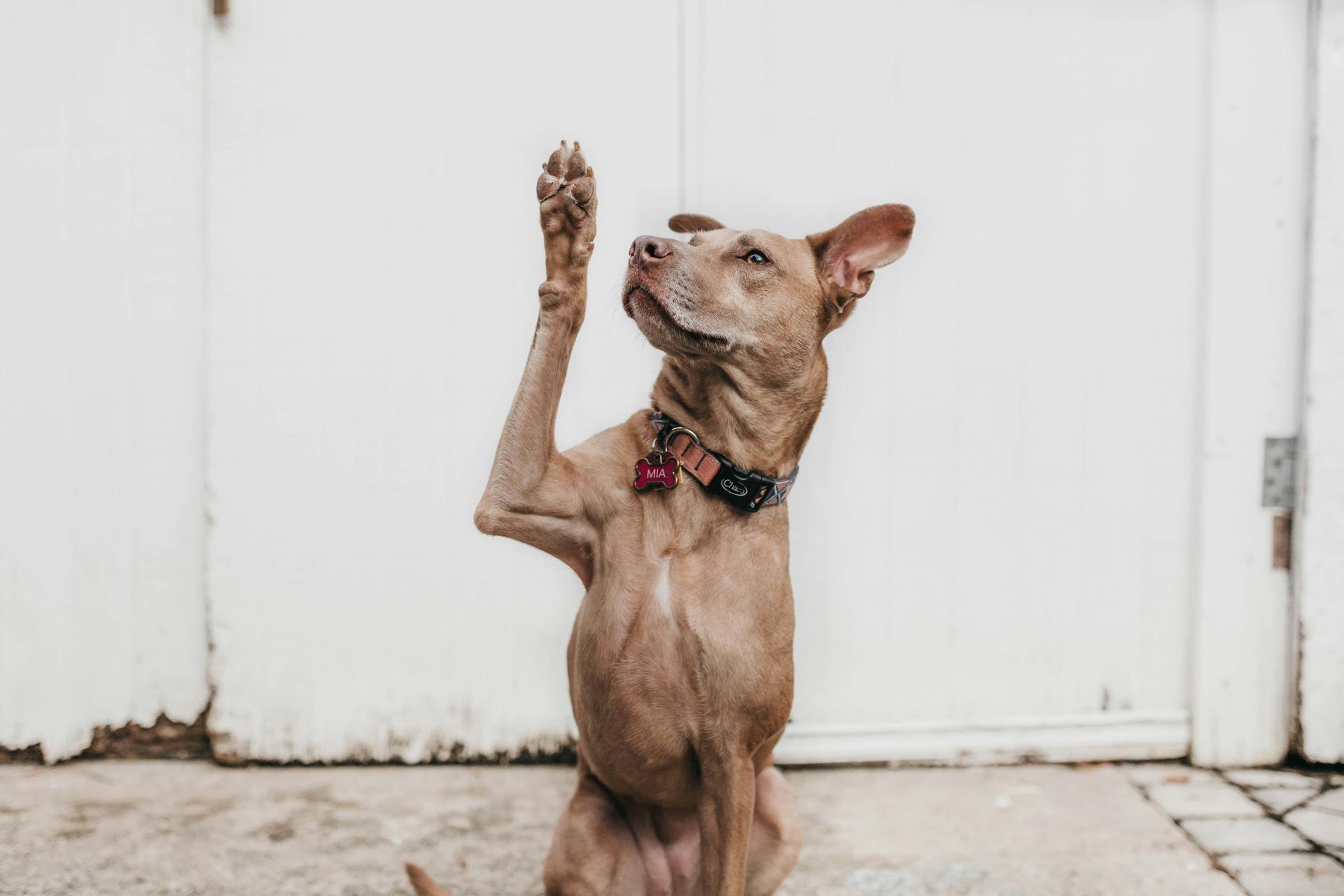 Weimaraner trikser