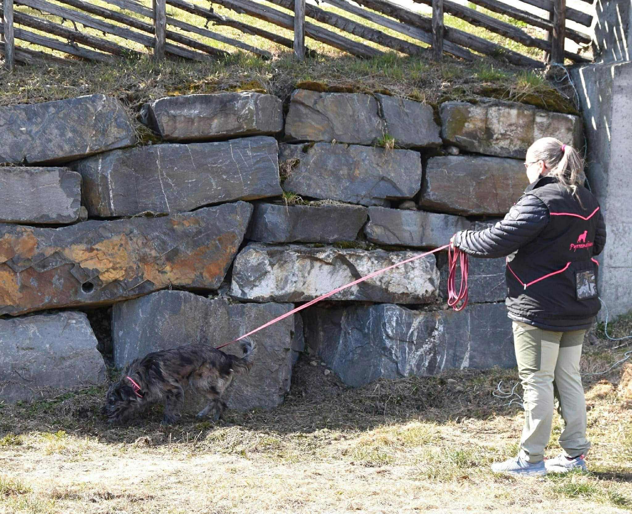 Nosework med Ellen Alexander